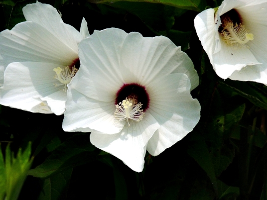 {Hibiscus moscheutos}